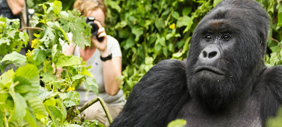 Gorilla Trekking in Volcanoes National Park