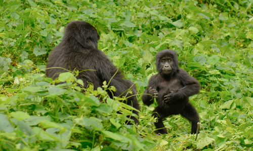 Conservation Efforts to Stop Habitat Loss