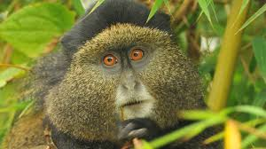 Golden Monkey Tracking Rwanda