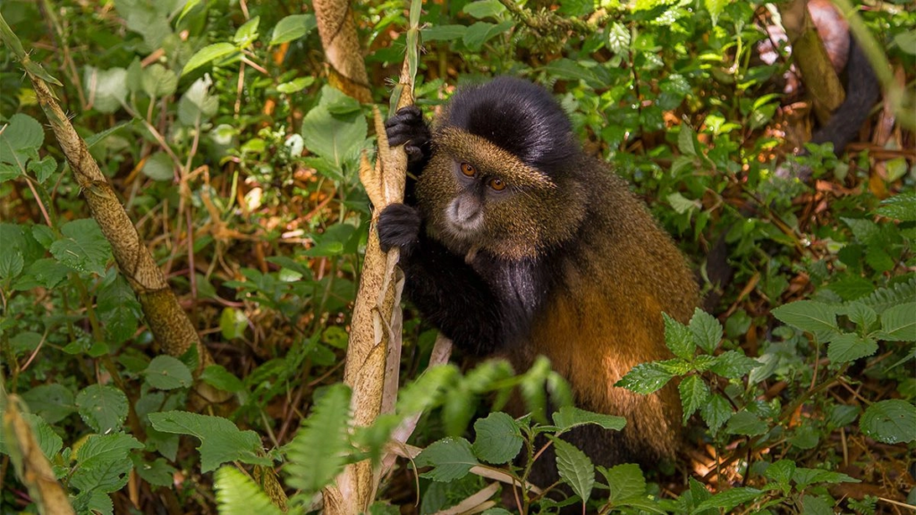 Golden Monkey Tracking Rwanda