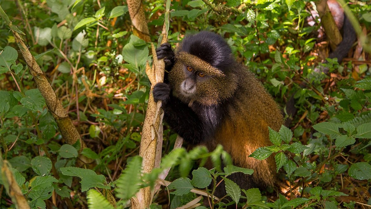 Golden Monkey Tracking Rwanda