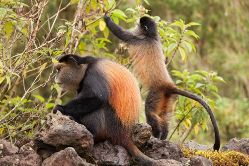 Golden Monkey Tracking Rwanda
