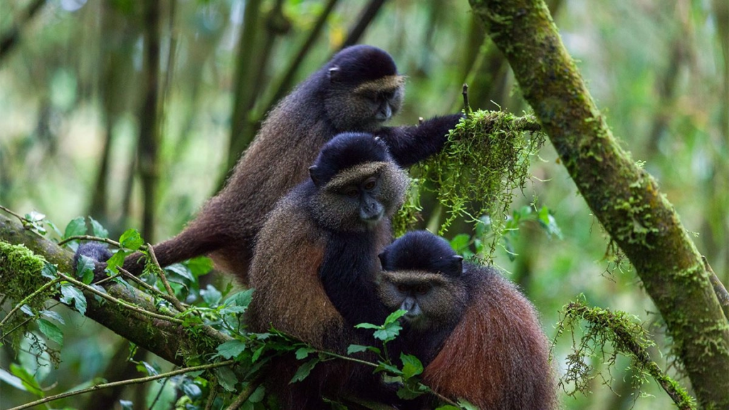 Golden Monkey Tracking Rwanda