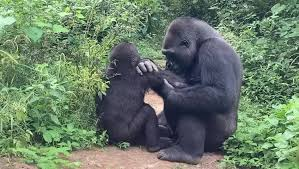 Features of Mountain Gorillas