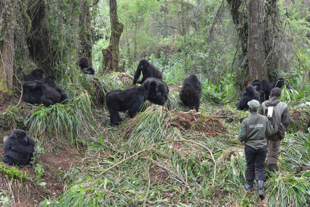 Gorilla Habitat Loss
