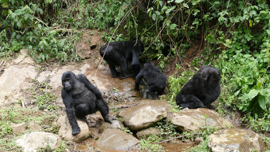 Gorilla Habitat Loss