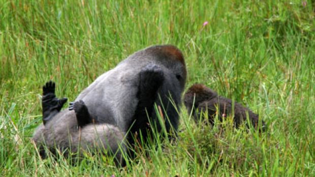 Female Mountain Gorilla Mating