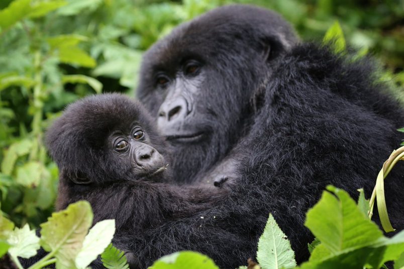 Mountain Gorilla Habitat Destruction