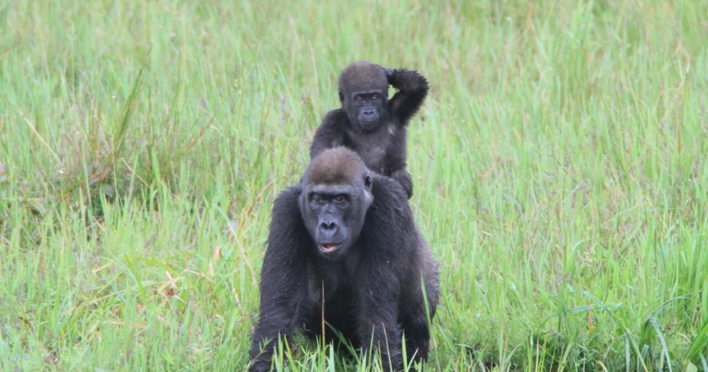 Female Mountain Gorilla Mating