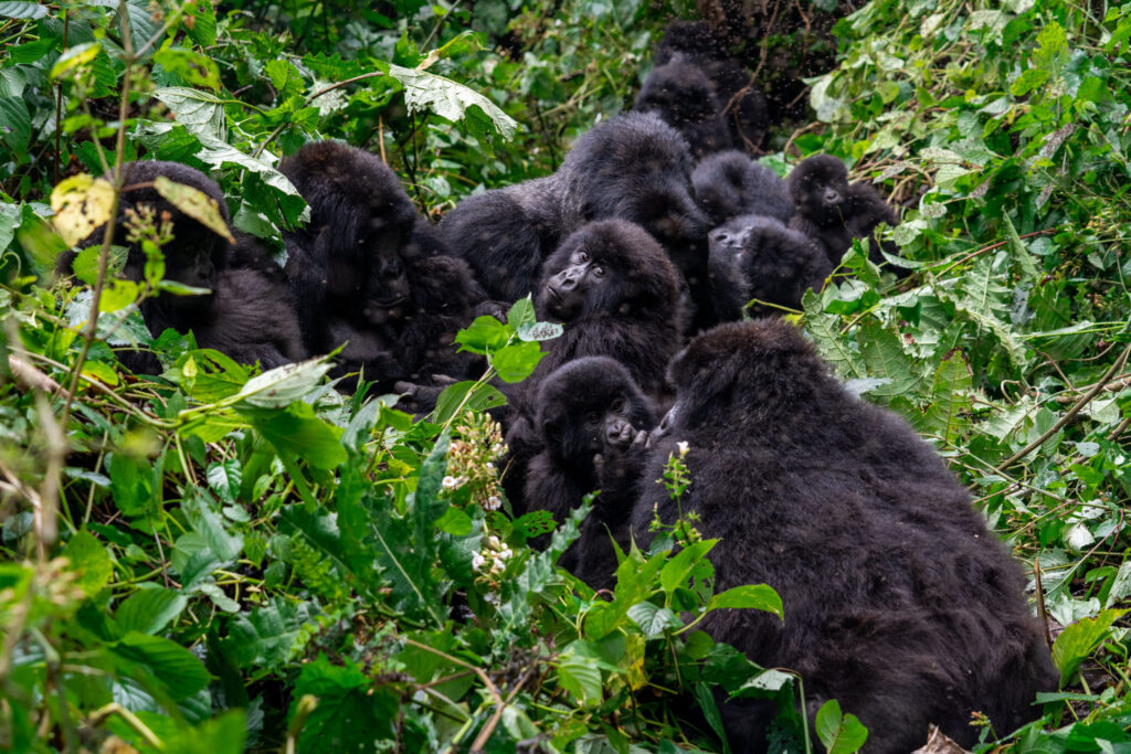 Mountain Gorilla Habitat Destruction