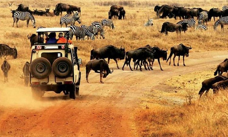 Kenya Safaris
