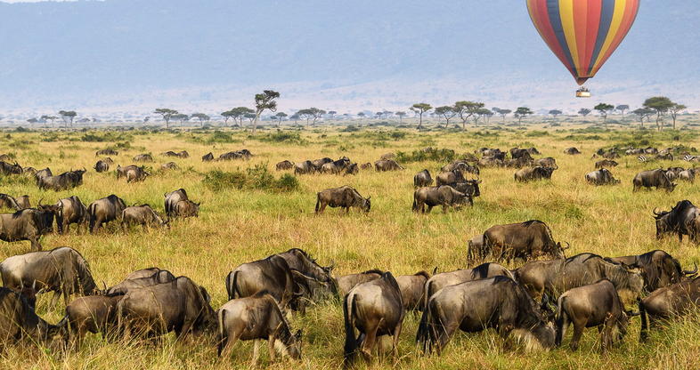 Kenya Safaris