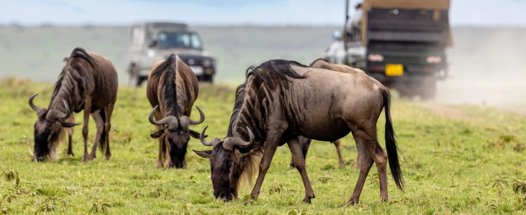Kenya Safaris