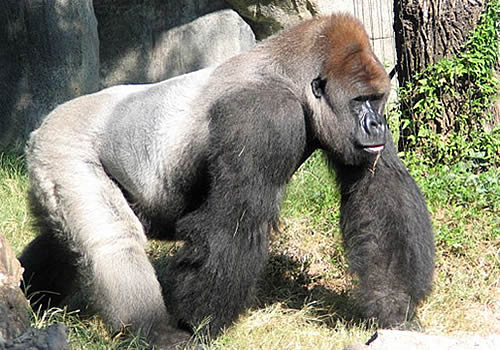 Western Lowland Gorilla