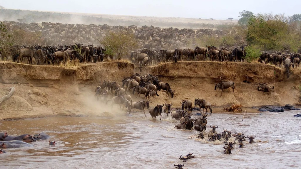 Maasai Mara Safaris