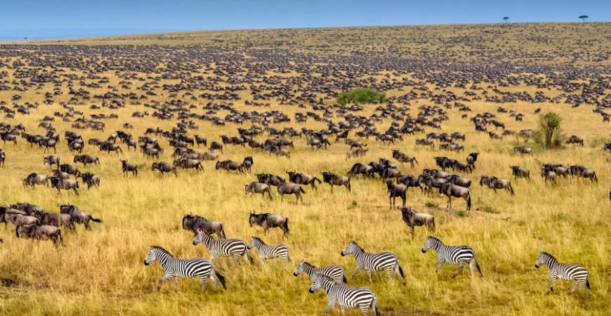 Maasai Mara