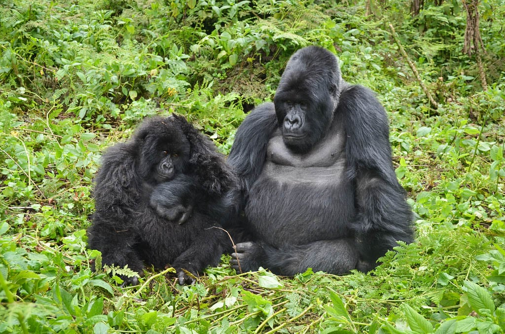 Female Mountain Gorilla Mating