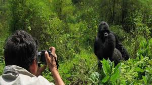 Rwanda Mountain Gorilla Trekking