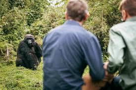 Rwanda Mountain Gorilla Trekking