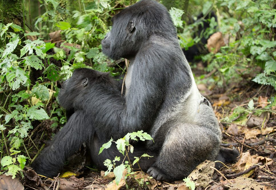What Family is Mountain Gorilla?