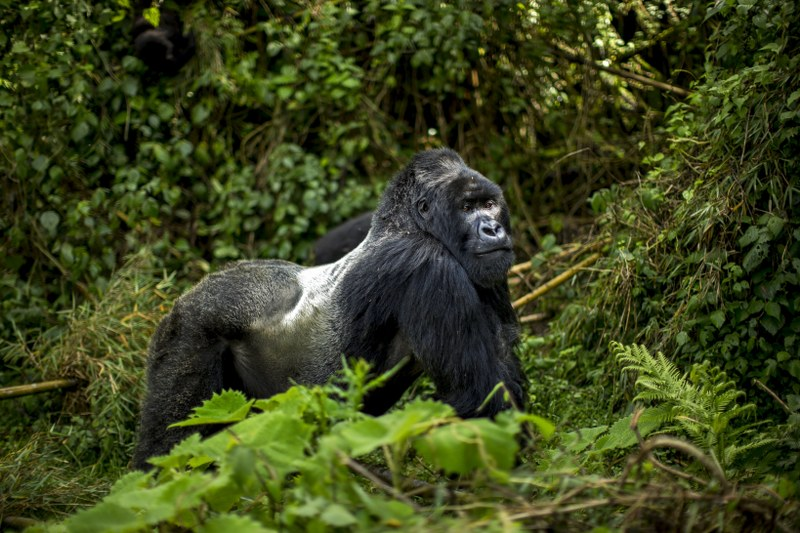 What Family is Mountain Gorilla?