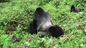 Silverback Gorilla