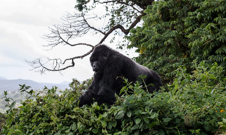 What Family is Mountain Gorilla?