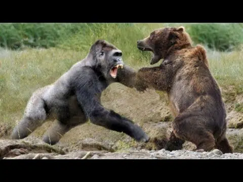 Silverback Gorilla vs Grizzly Bear