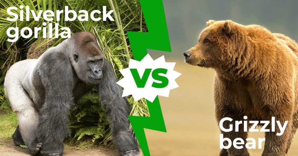 Silverback Gorilla vs Grizzly Bear