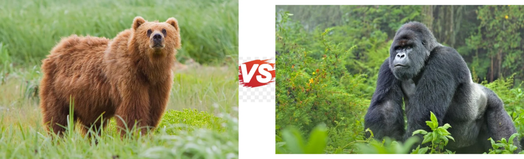 Silverback Gorilla vs Grizzly Bear