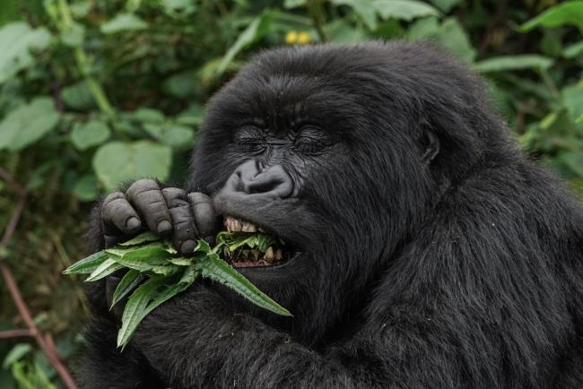 Mountain Gorilla Food