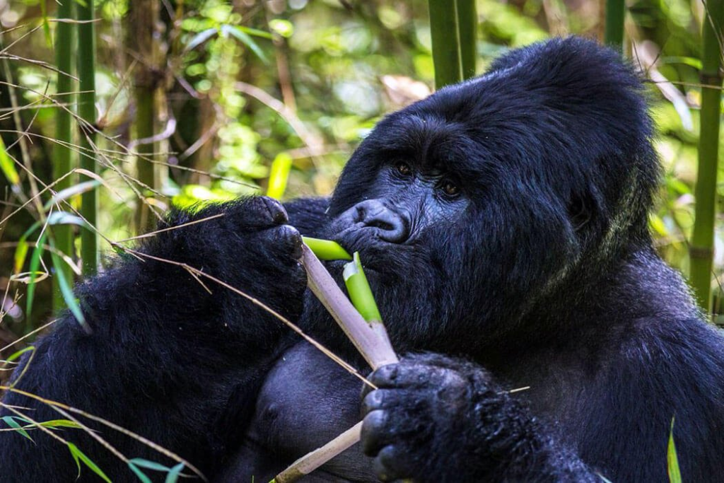 Mountain Gorilla Food