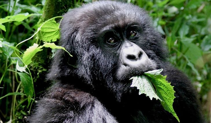 Mountain Gorilla Food