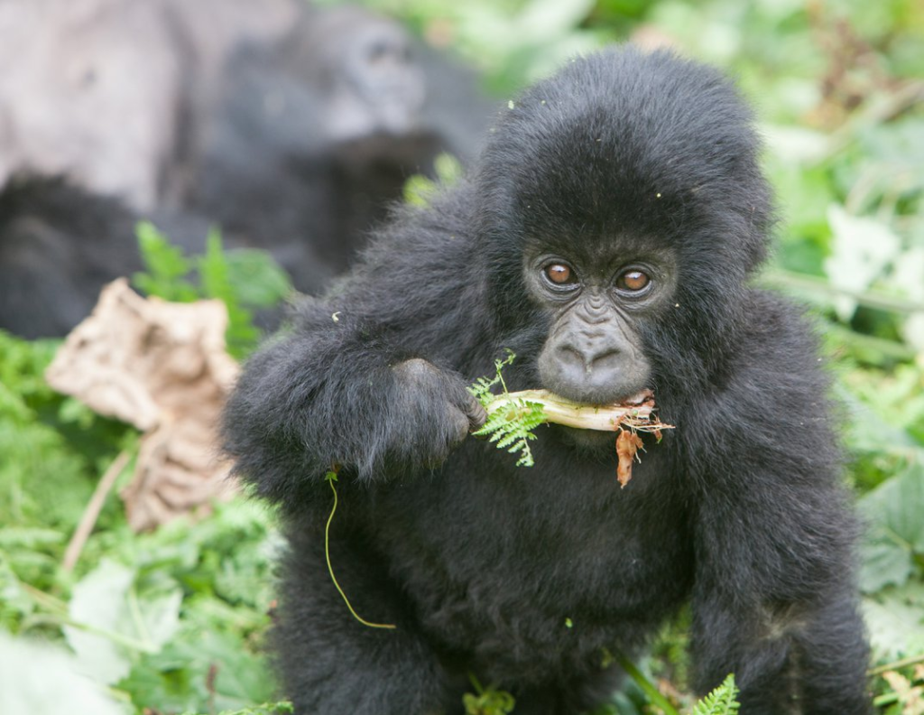 Mountain Gorilla Food