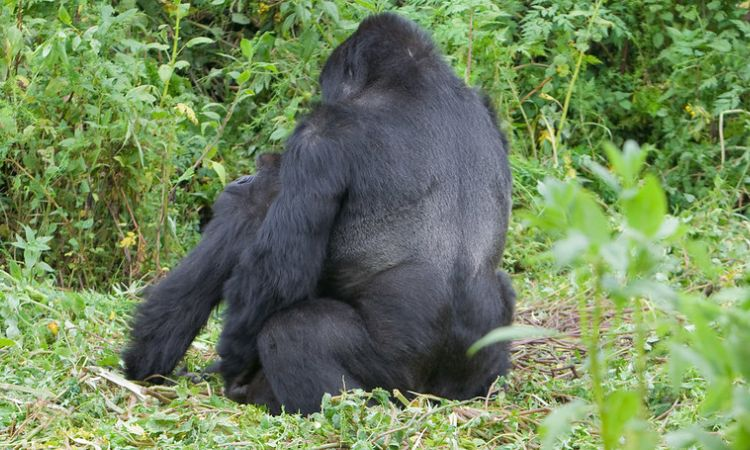 Female Mountain Gorilla Mating