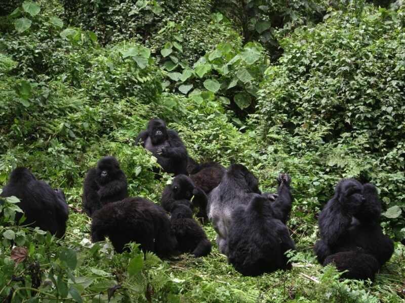 Gorilla Habitat Loss
