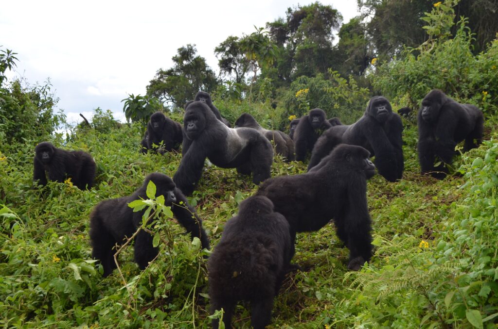 How Big are Silverback Gorillas?